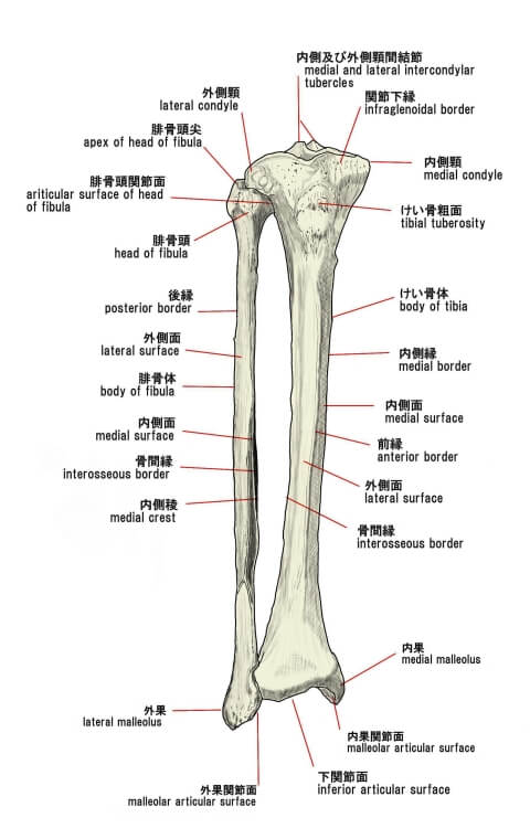 下腿骨の画像2