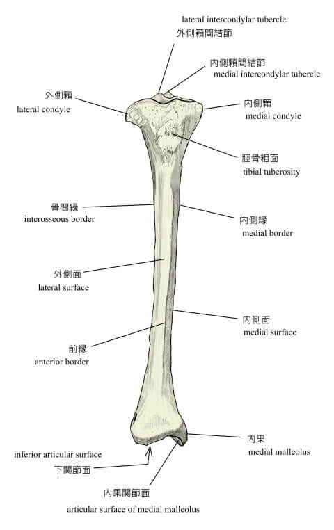 脛骨の画像