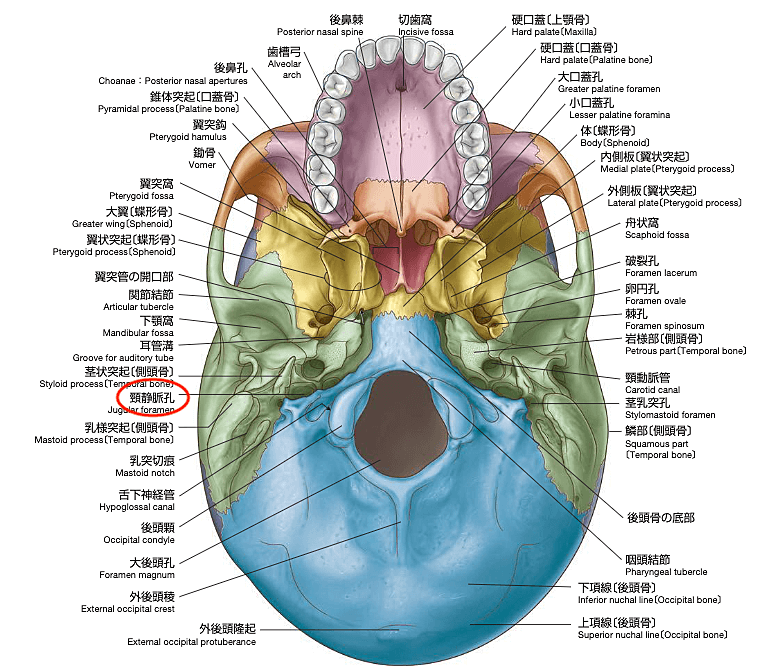 頭蓋底の画像