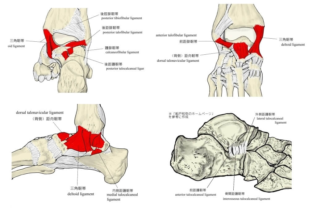 足関節靭帯の画像