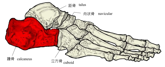 踵骨の画像
