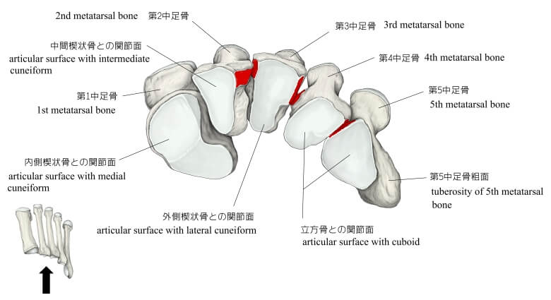 中足骨間関節の画像