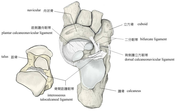 骨間靭帯の画像