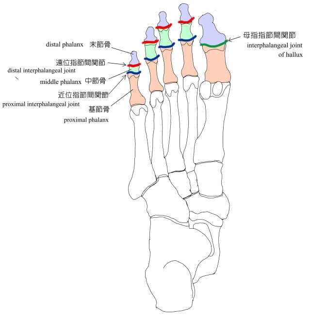 趾節間関節の画像