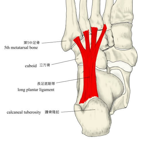 長足底靭帯の画像