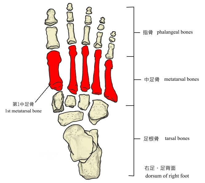 中足骨の画像