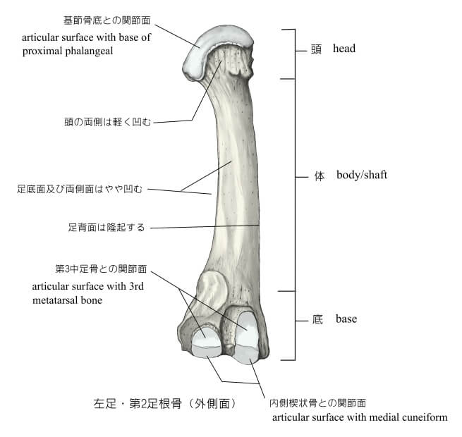 中足骨の画像2