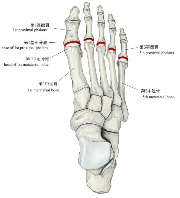 中足趾節関節の画像