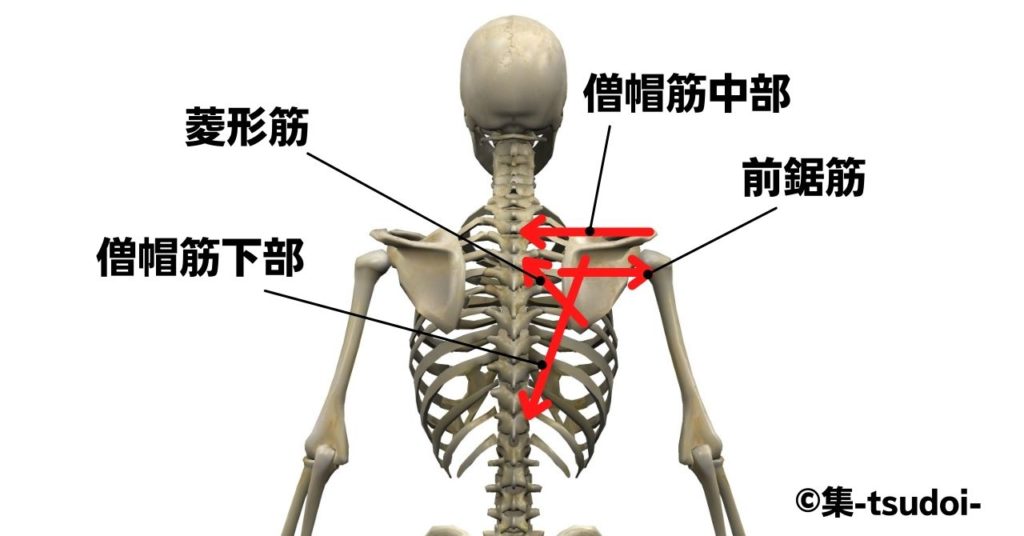 肩甲骨の安定の画像