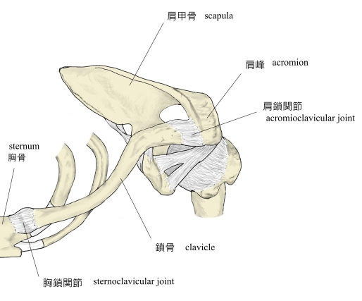 肩鎖関節の画像2