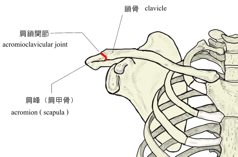 肩鎖関節の画像