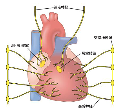 心臓の画像5