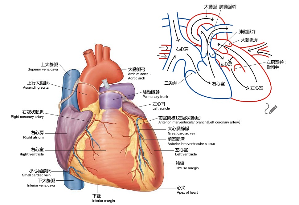 心臓の画像3