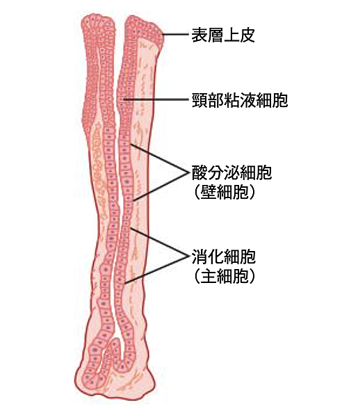 胃の画像4
