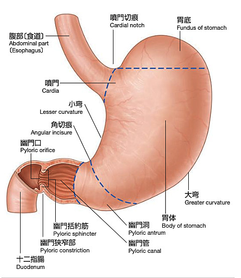 胃の画像2