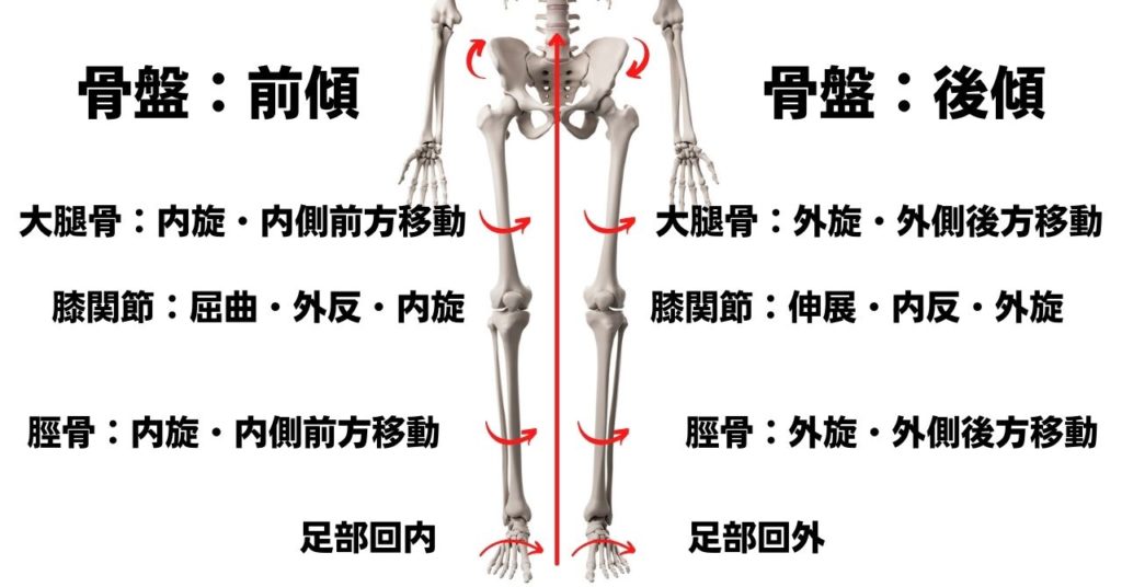 足部から肩への運動連鎖2