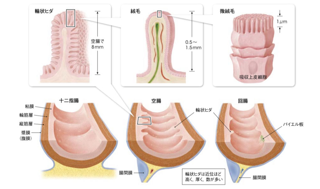 小腸の画像2