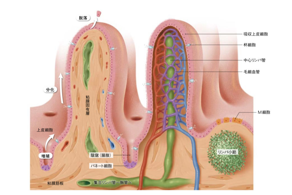 小腸の画像4