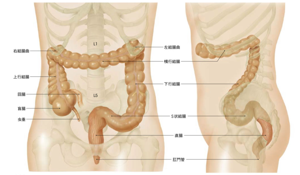 大腸の画像