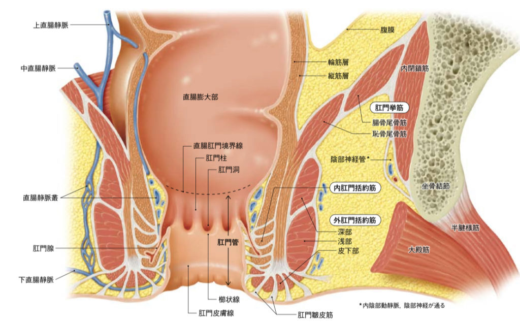 大腸の画像2