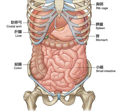 小腸の画像