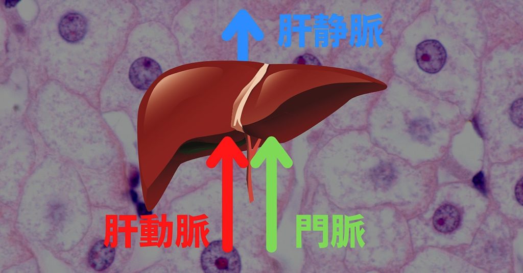 肝臓の画像2