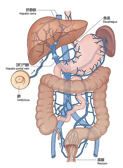 肝臓の画像3